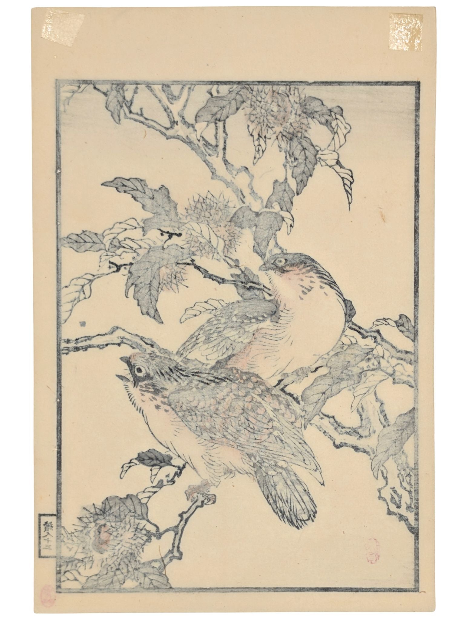 Estampe Japonaise de Kōno Bairei montrant deux engoulevents sur une branche de châtaignier, le verso