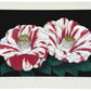 Estampe Japonaise de Kinoshita Taika représentant des camélias Ezo-nishiki rayés rouges et blancs sur fond noir intitulée Here Comes The Sun
