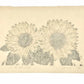 Estampe Japonaise de Kinoshita Taika représentant deux tournesols peints, le verso