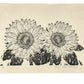 Estampe Japonaise en noir et blanc de Kinoshita Taika représentant deux tournesols