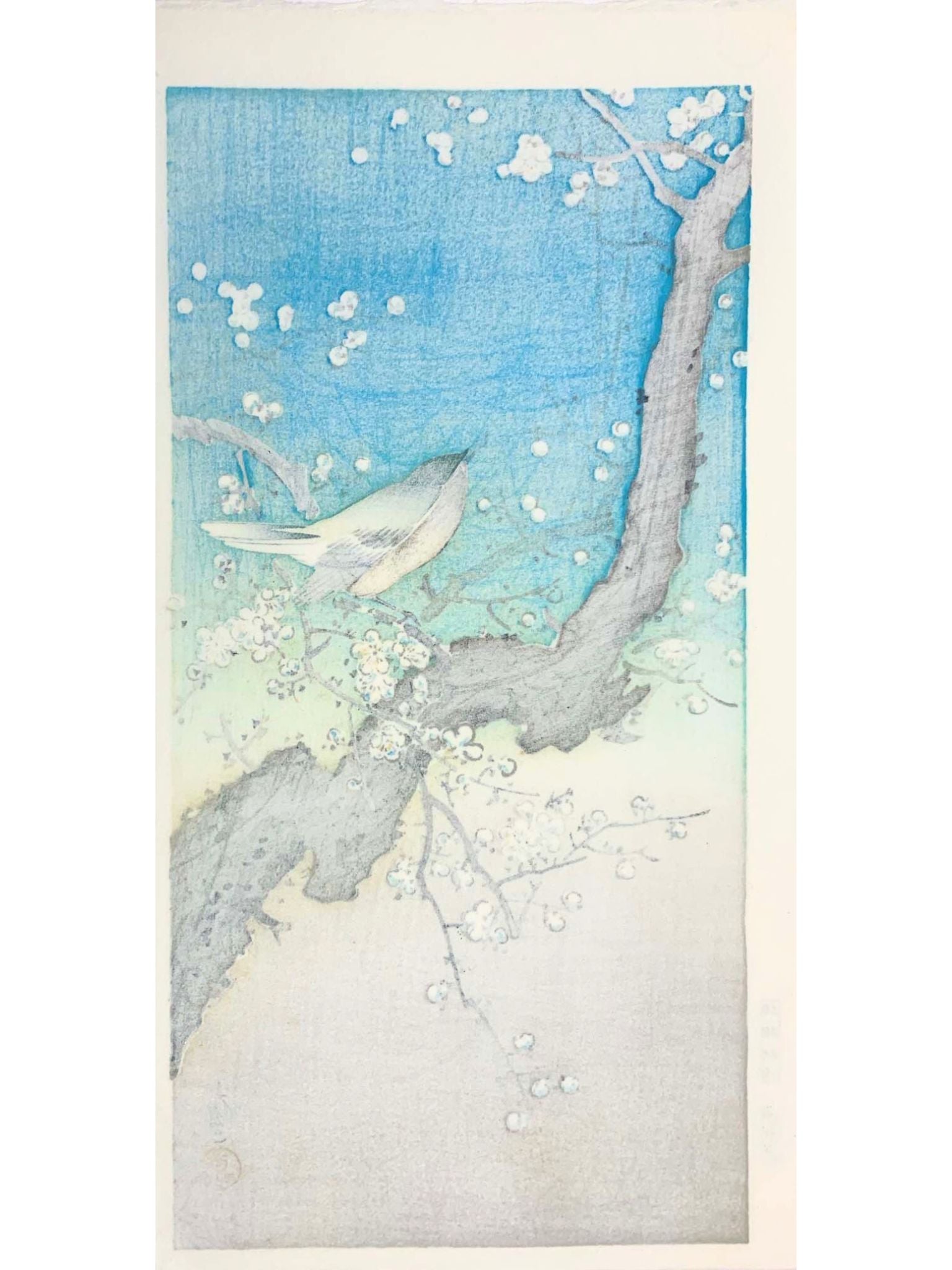 estampe japonaise de Tsuchiya Koitsu, une fauvette perchée sur une branche de prunier en pleine floraison, le verso de l'estampe