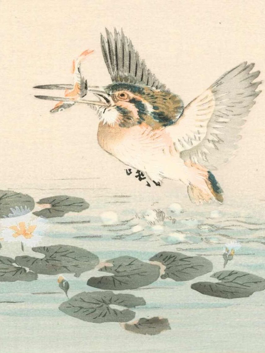 estampe japonaise oiseau martin-pêcheur avec poisson dans bec, gros plan sur l'oiseau en plein vol
