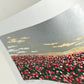 estampe japonaise contemporaine, champs de coquelicots sur fond argent, reflet du ciel argenté