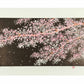 estampe japonaise contemporaine de Namiki Hajime, des branches de cerisiers en fleurs éclairées la nuit
