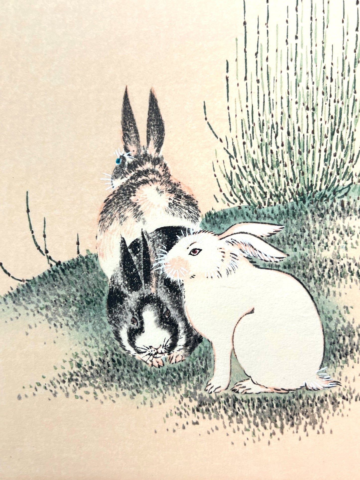 gros plan sur les 3 lapins, un blanc, un noir et un noir et blanc