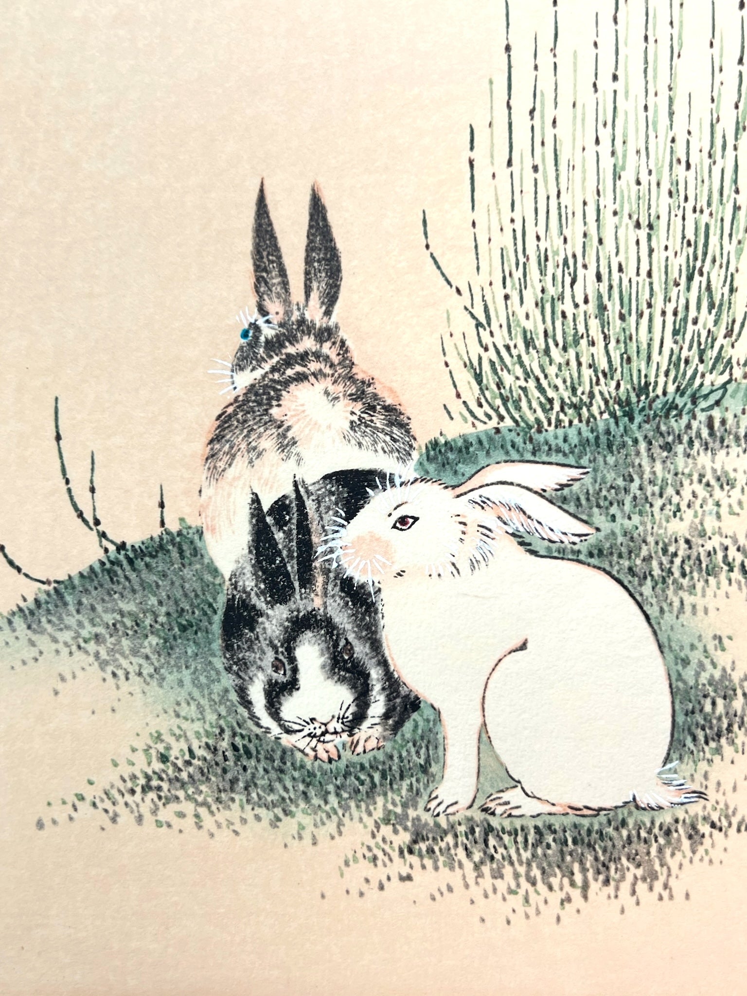 gros plan sur les 3 lapins, un blanc, un noir et un noir et blanc