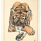 estampe japonaise de Yoshida Toshi, un tigre couché avec regard perçant