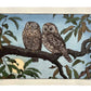 estampe japonaise de Yoshida Toshi, deux oiseaux hiboux sur branche de chataigner une nuit de pleine lune
