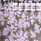 estampe japonaise cerisier en fleur descendant sur une barrière rouge et noire, gros plan sur les fleurs roses et blanches de cerisier