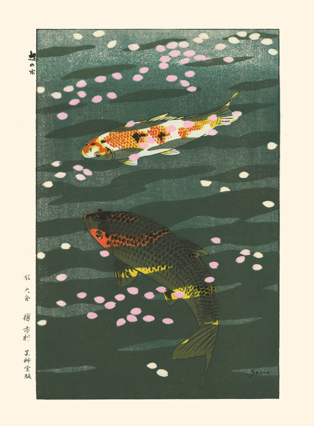 deux carpes koi vu de dessus sous l'eau parsemée de pétales de fleurs de cerisier, estampe japonaise chez uchiwa Gallery