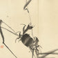 sumi-e crabe grimpant sur une branche tirage d'art chez Uchiwa Gallery