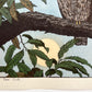 estampe japonaise oiseau hiboux sur branche pleine lune, titre  two owls
