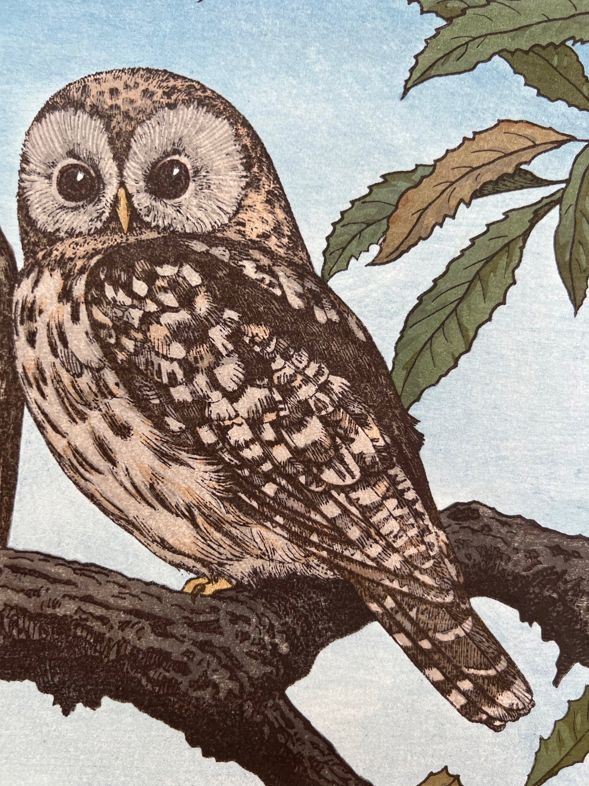 estampe japonaise oiseau hiboux sur branche pleine lune, gros plan sur l'hiboux yeux ouvert